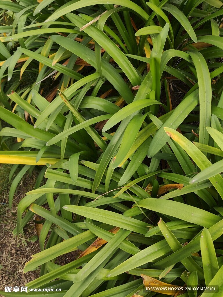 翠绿细长叶片植物特写