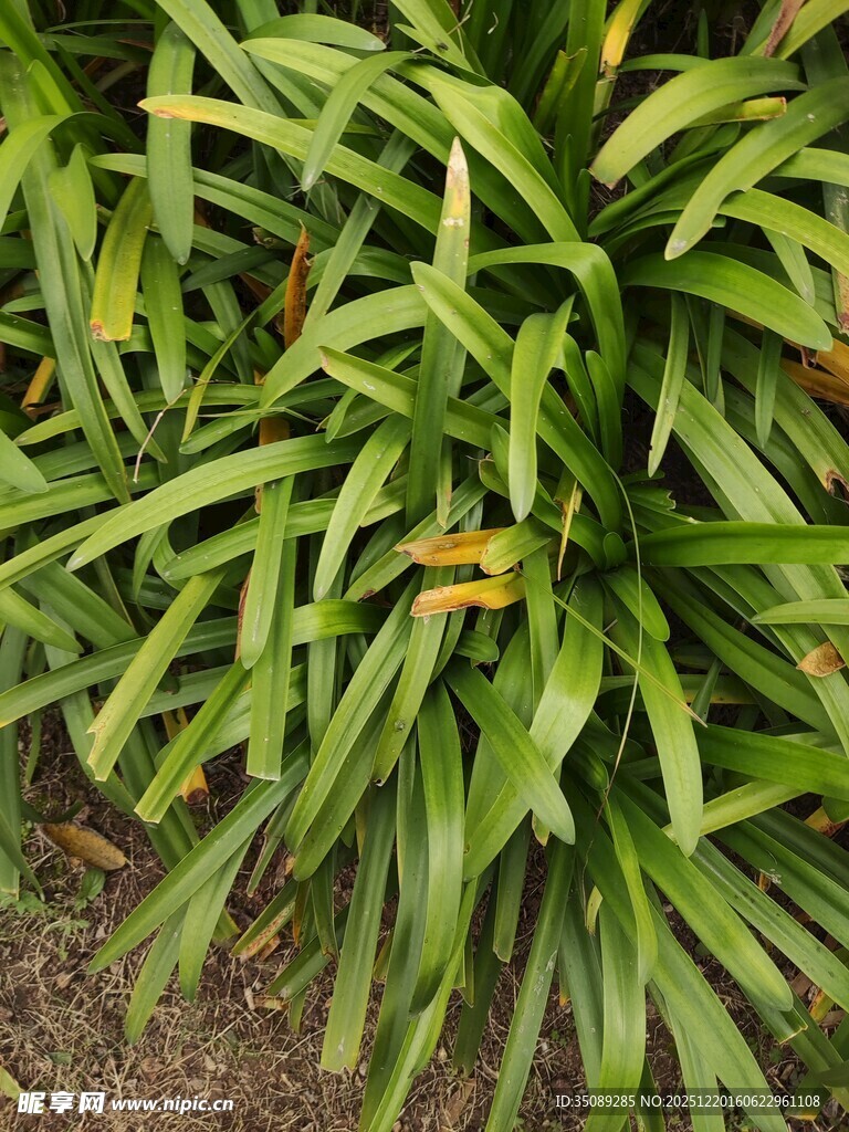 翠绿繁茂的长条状植物叶片