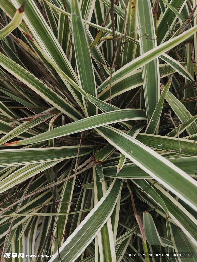 金边麦冬草特写