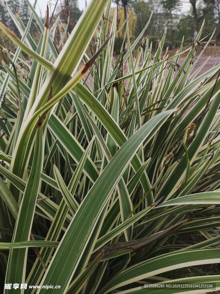 条纹绿叶植物特写