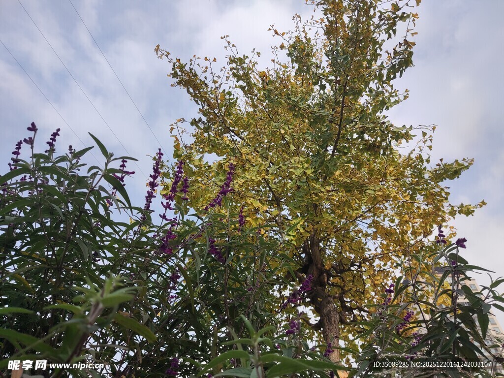 秋日树梢黄绿交织景致