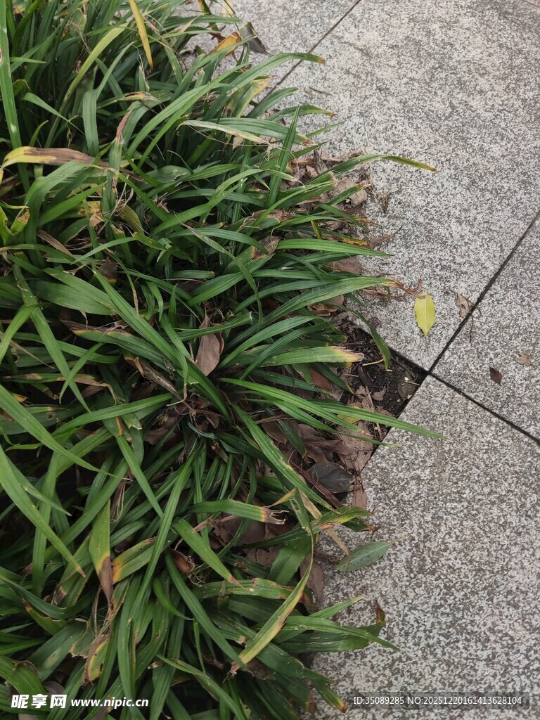 路边翠绿的丛生植物