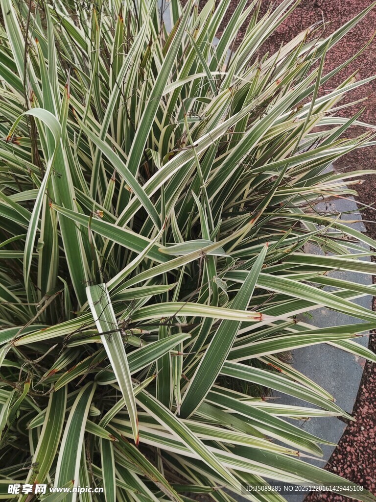 金边麦冬植物特写