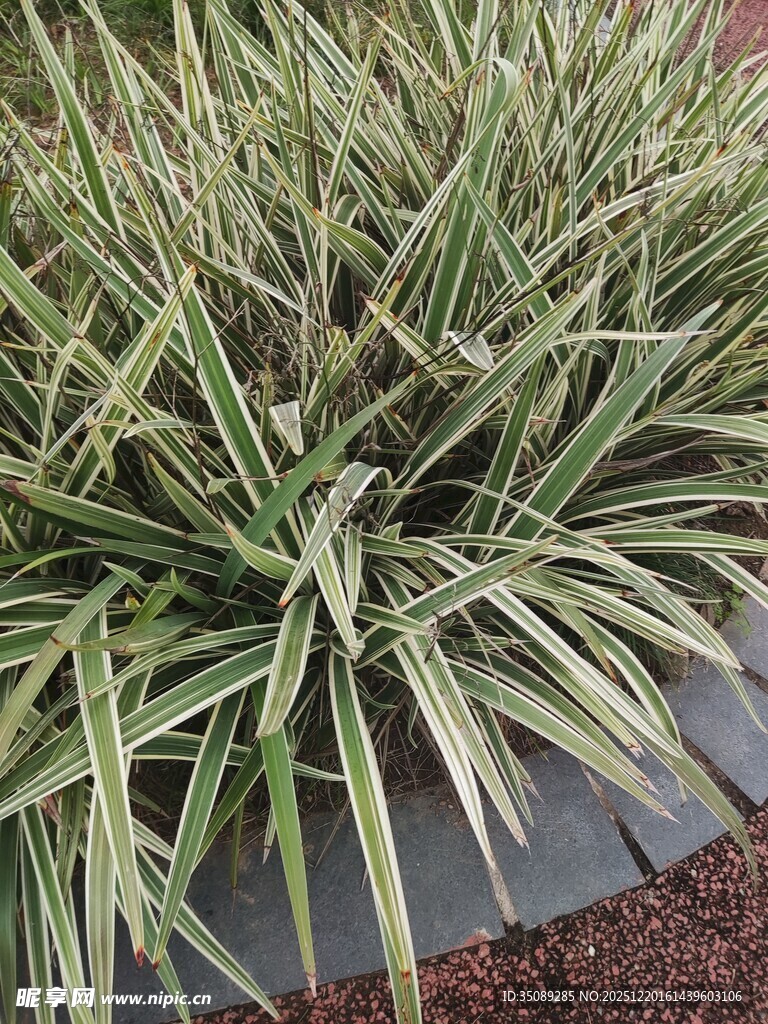 金边麦冬植物特写