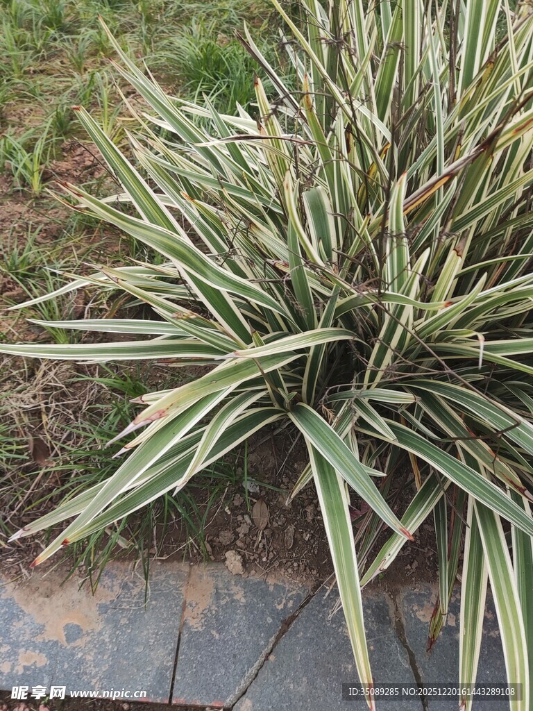 金边麦冬植物特写