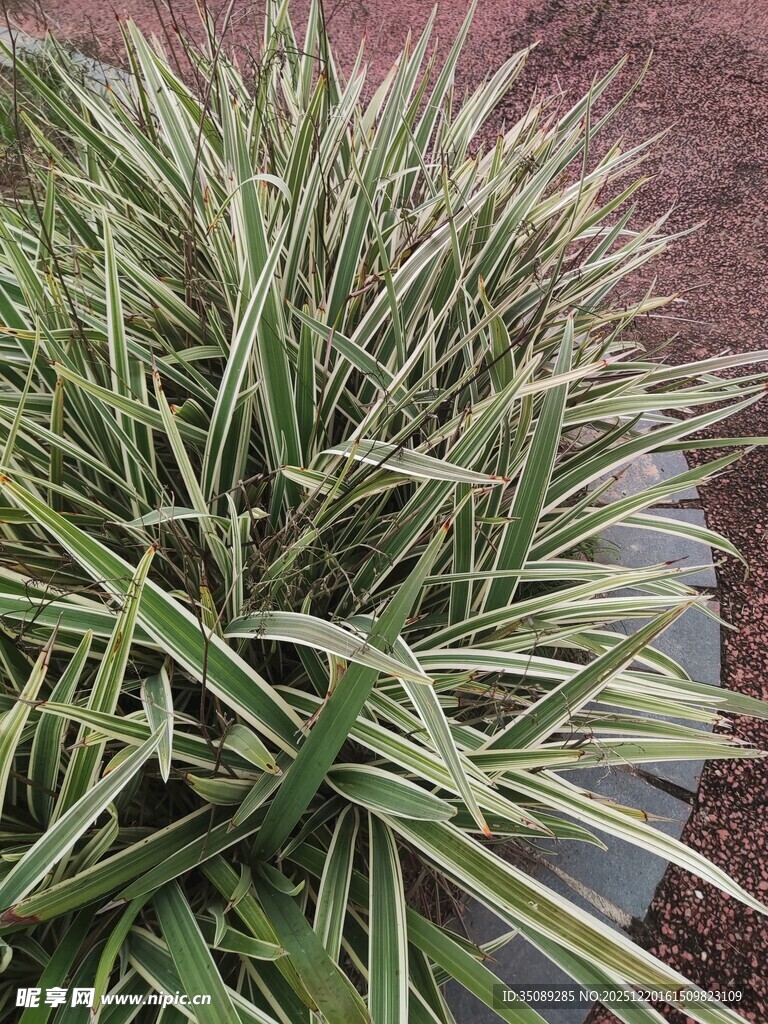 翠绿条纹草清新自然景