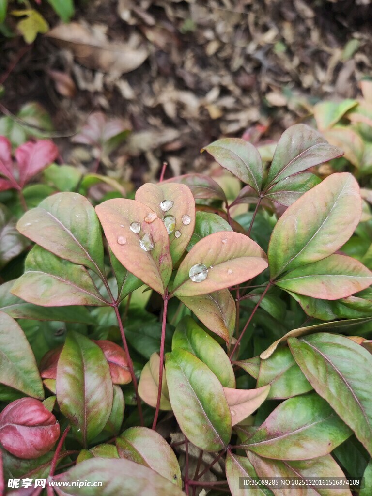 多彩叶片植物特写