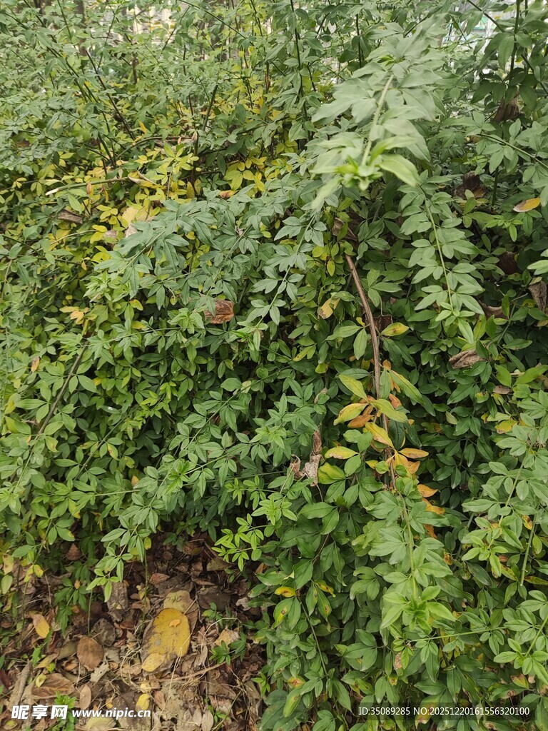 长满果实的繁茂绿植