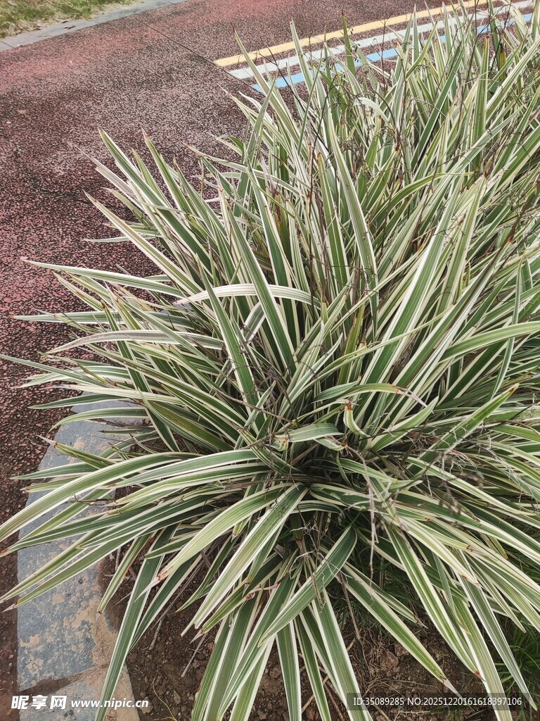 金边麦冬植物特写