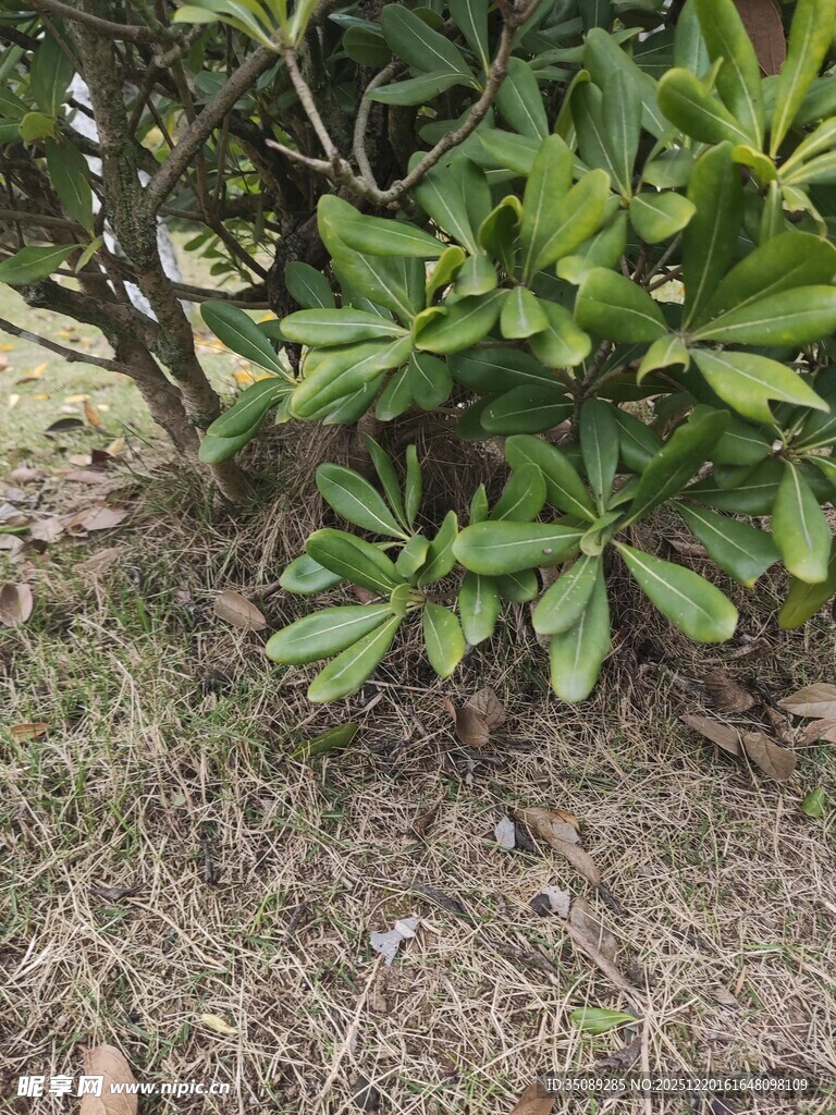 绿叶繁茂的低矮植物