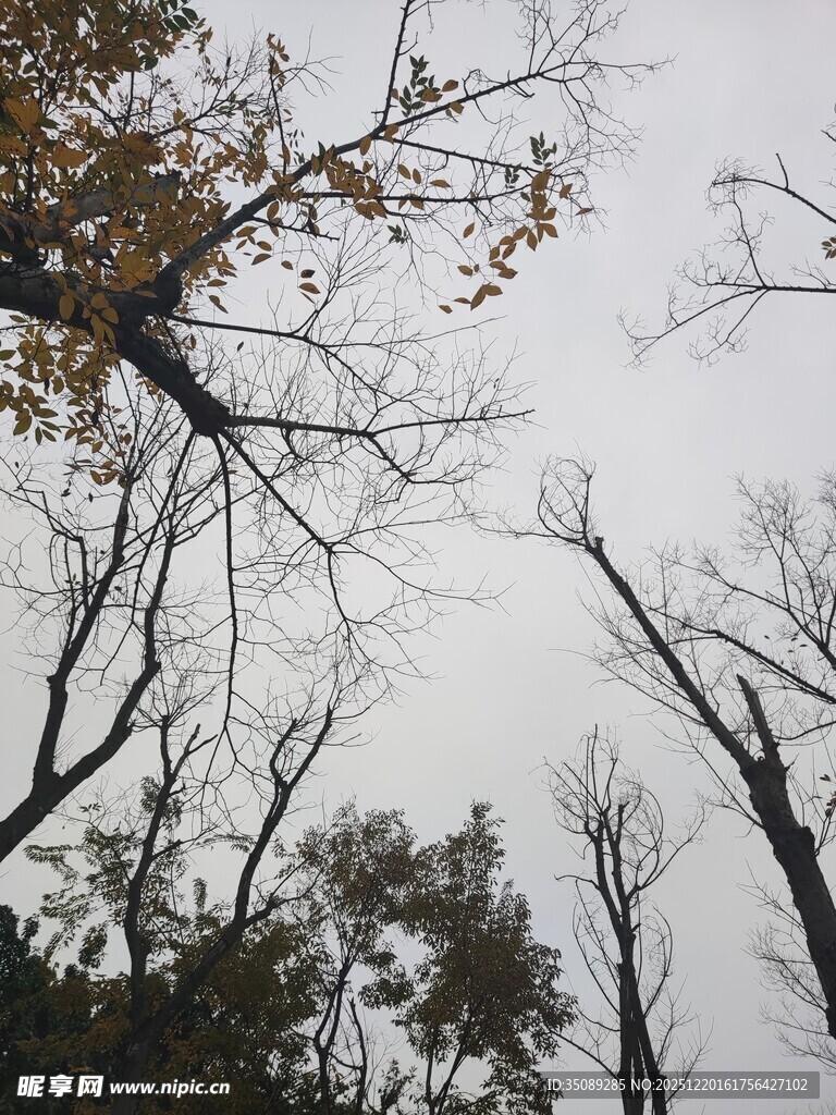 秋日枯树与稀疏枝叶