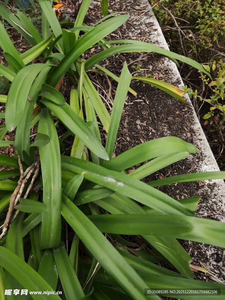 翠绿阔叶植物特写