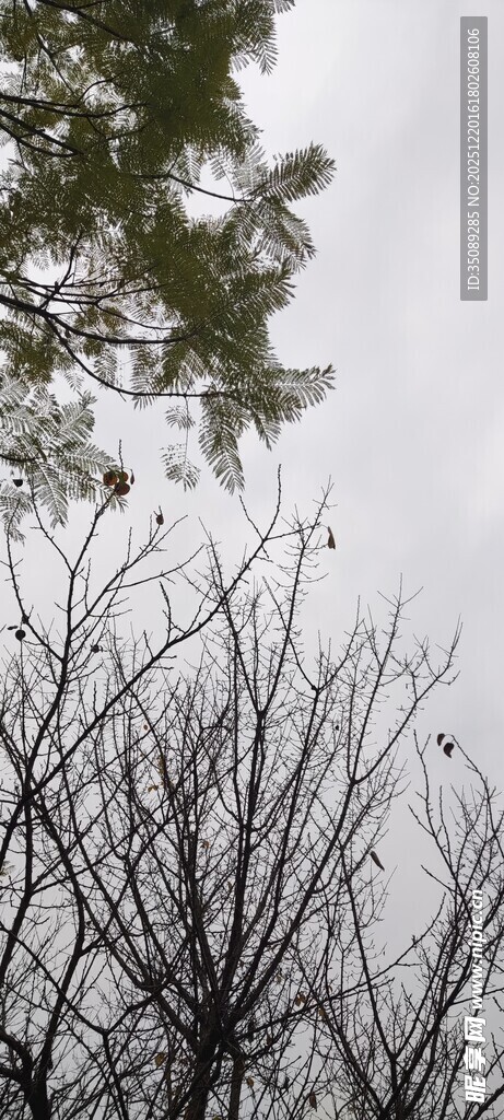 冬日枯树枝与上方绿叶