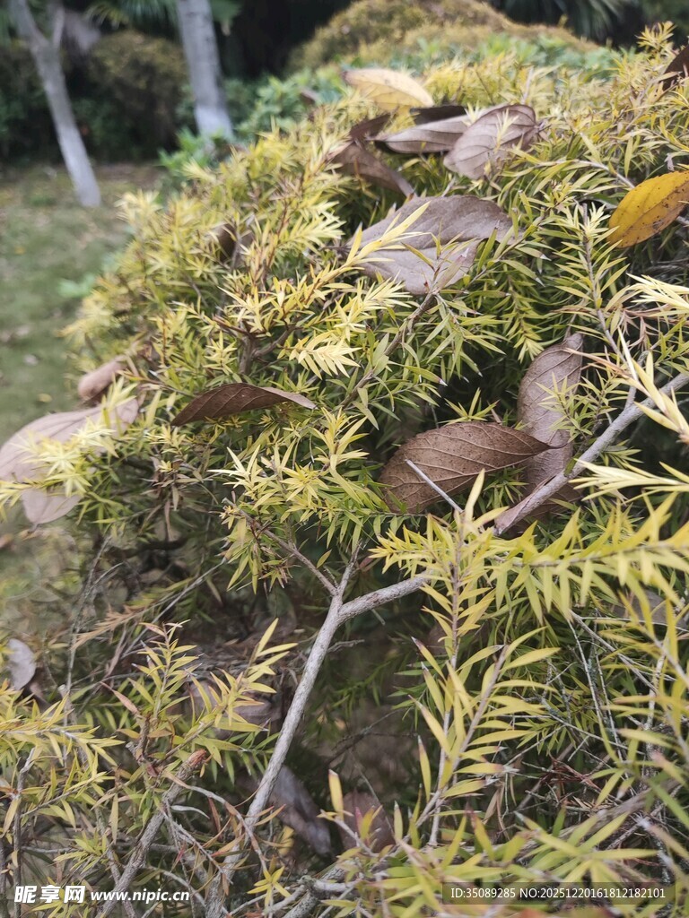 枝叶繁茂的植物景观