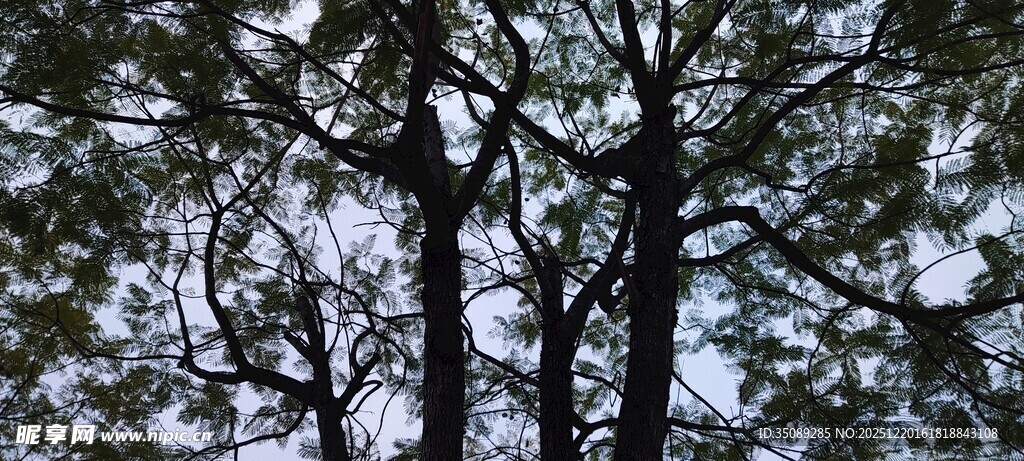 冬日松树枝干景致