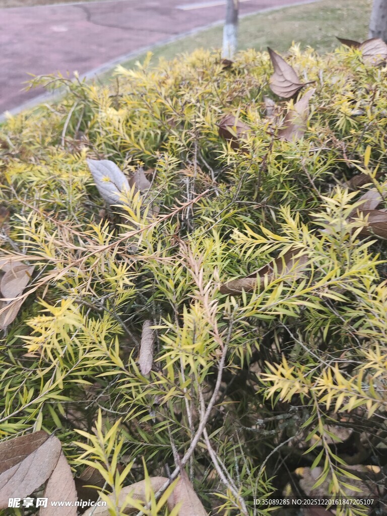 茂密绿植枝叶繁茂景象