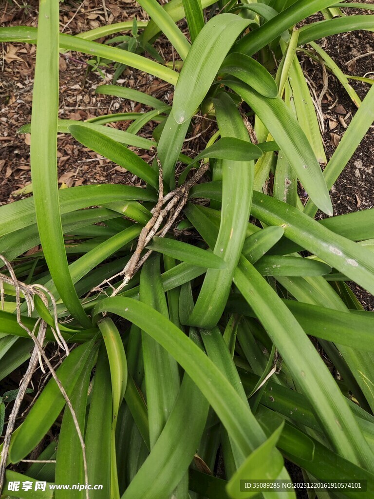 翠绿葱郁的长叶植物