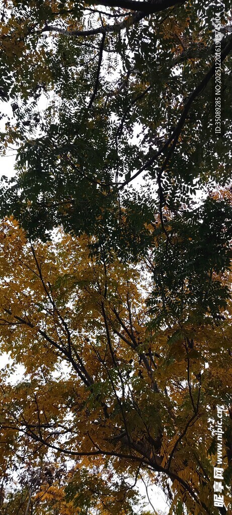 秋日树梢斑斓景致