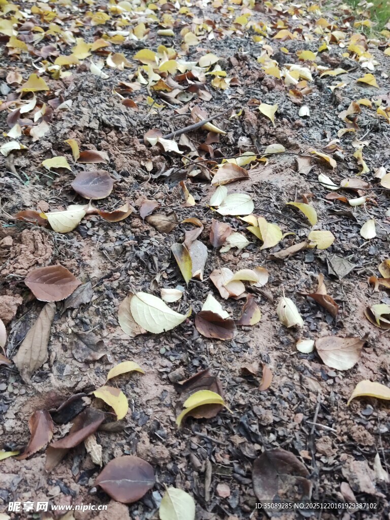 地面上的多彩落叶