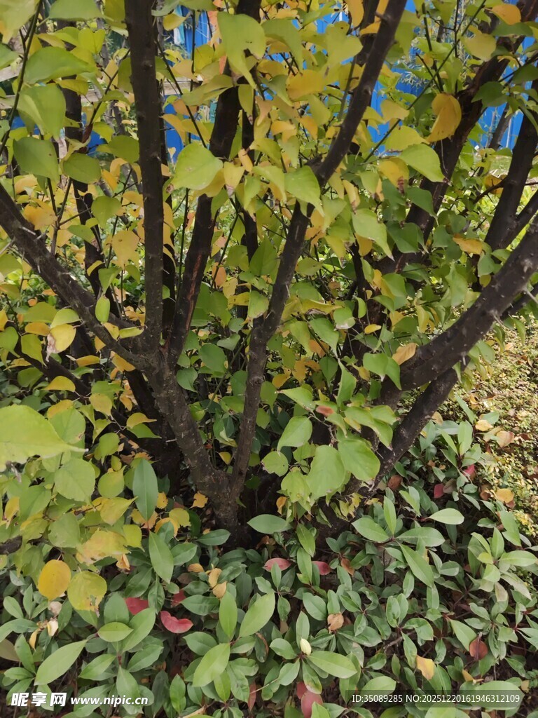 秋日繁茂的绿植与果实