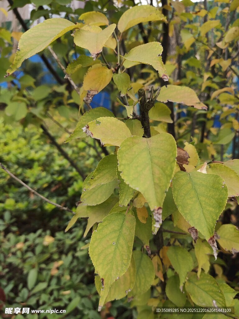 嫩绿叶片植物特写
