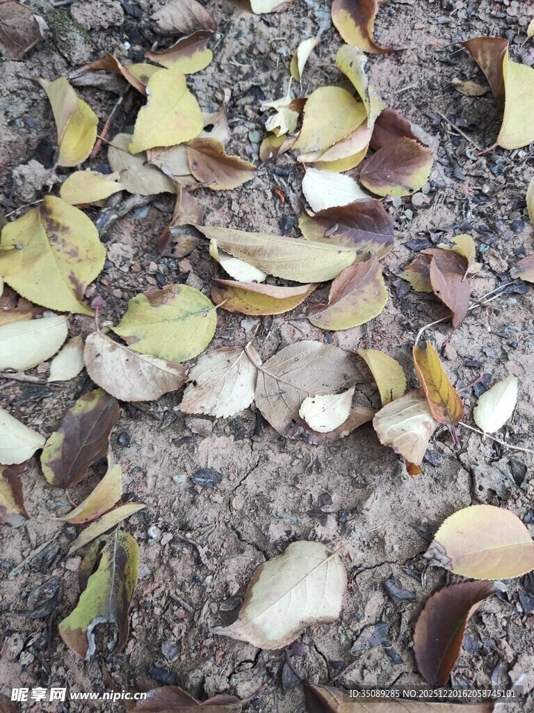 地面散落的多彩枯叶