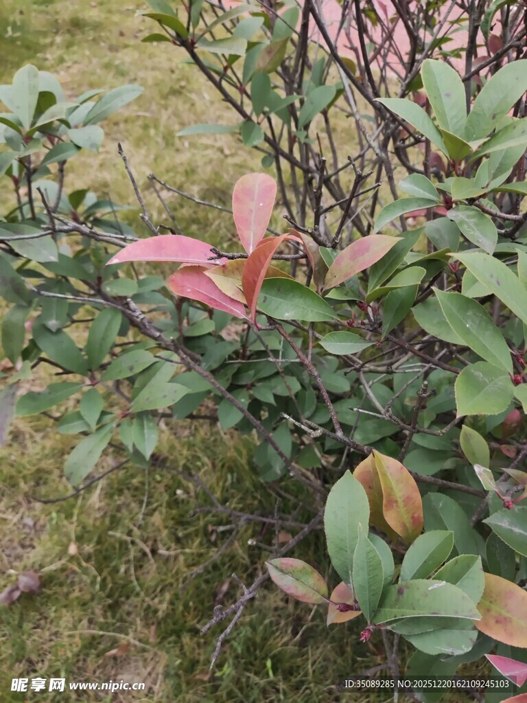 绿叶间的粉红叶植物