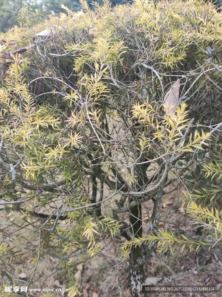 金黄枝叶的繁茂树木