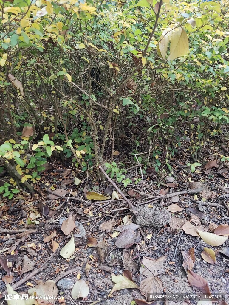 林间落叶与繁茂绿植景象