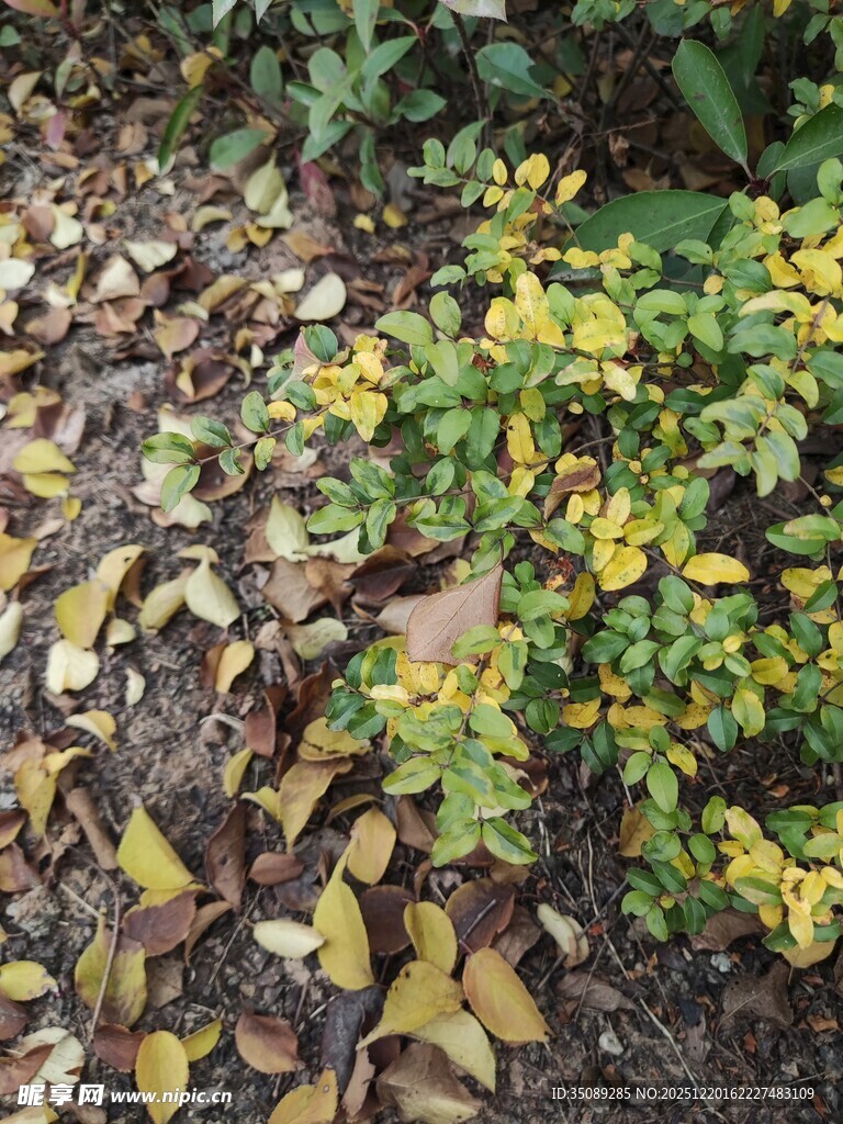 地面上的黄绿相间植物