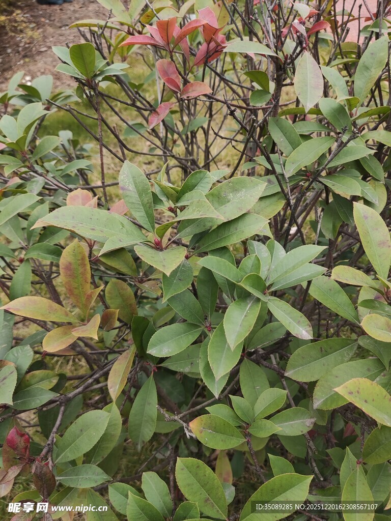 绿叶间的红色果实植物