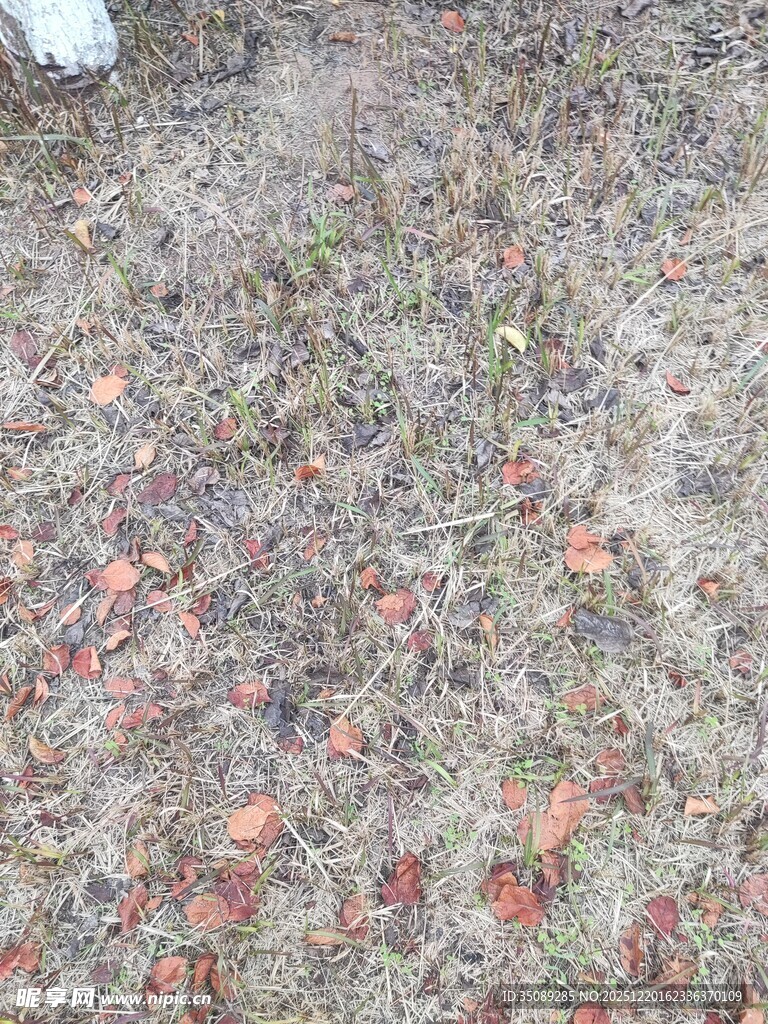 地面散落多彩落叶