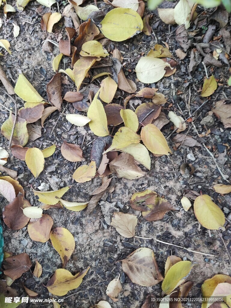 地面散落的多彩秋叶