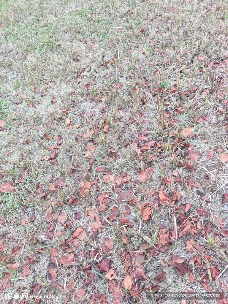 地面上散落的红色叶片