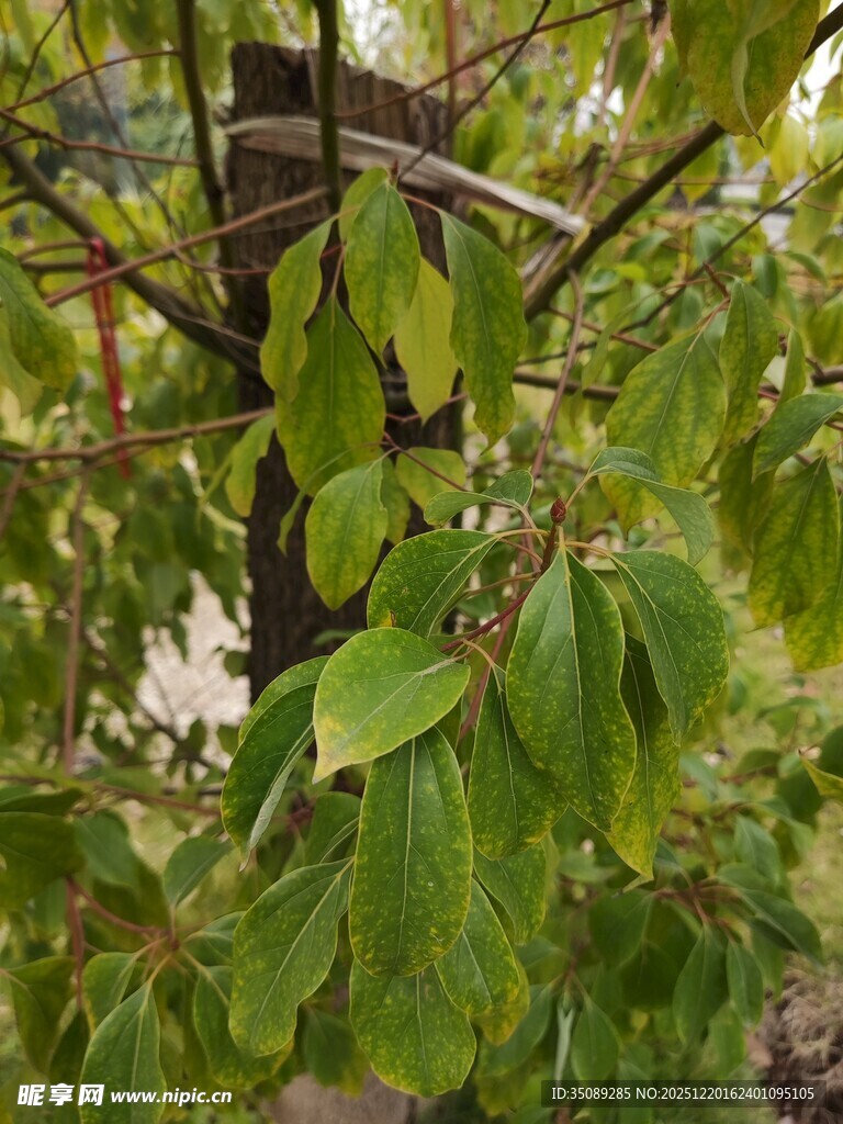 绿叶繁茂的树木景象