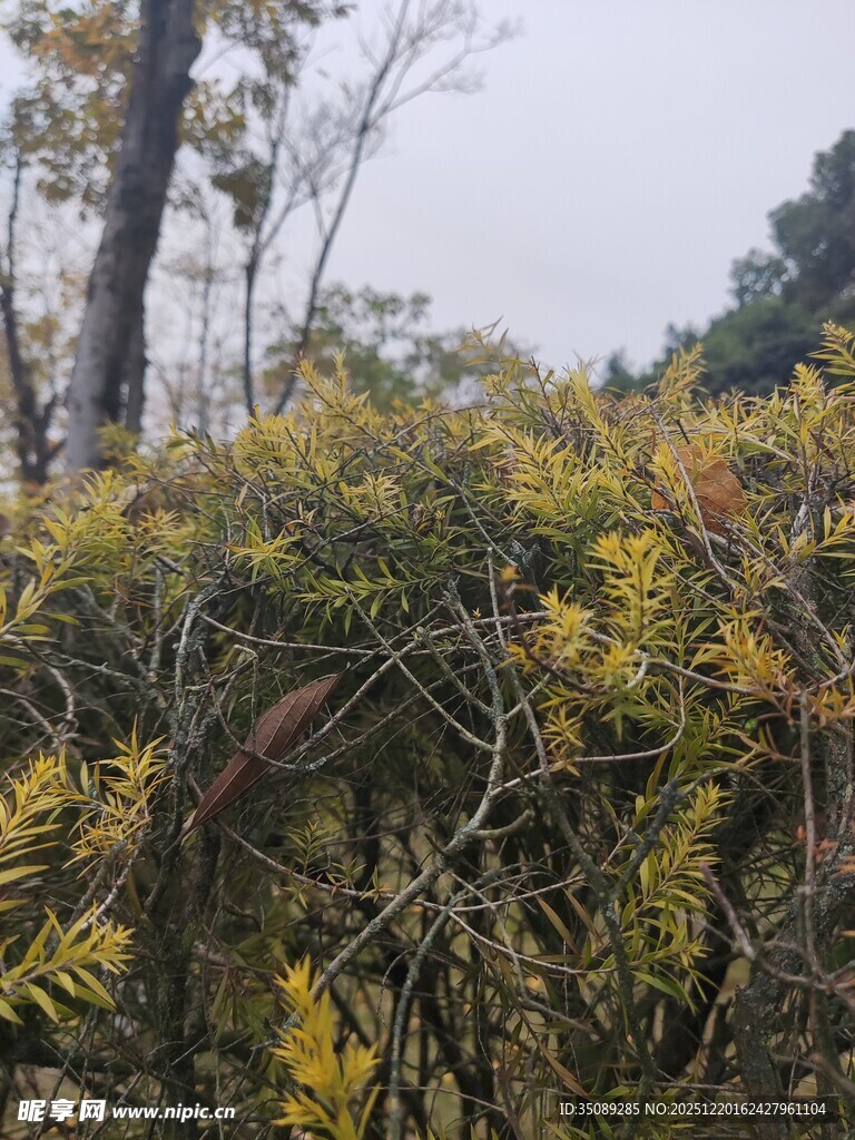 金黄枝叶的繁茂植物