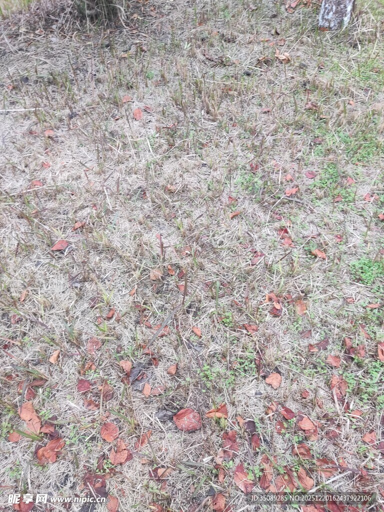 地面散落的多彩落叶