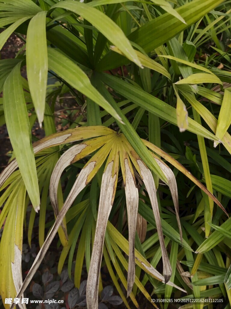 翠绿舒展的独特叶片植物