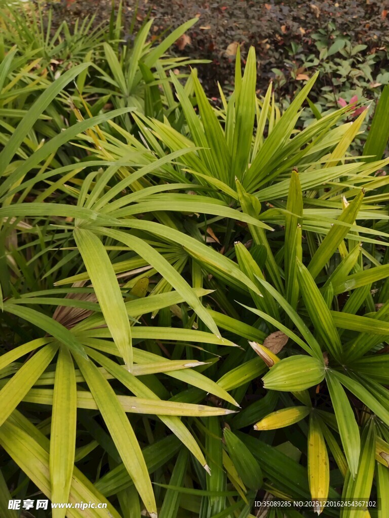 翠绿丛生的热带植物叶片