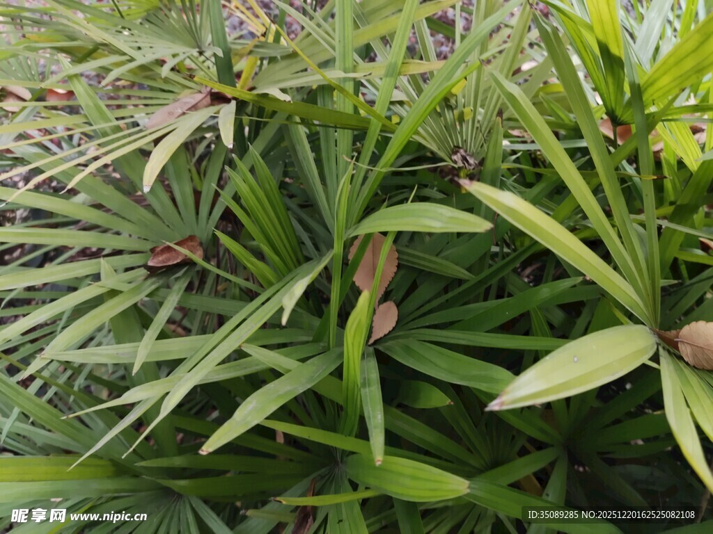 翠绿棕竹植物特写
