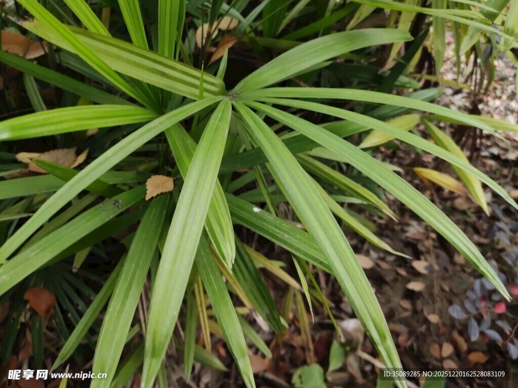 翠绿剑叶植物特写