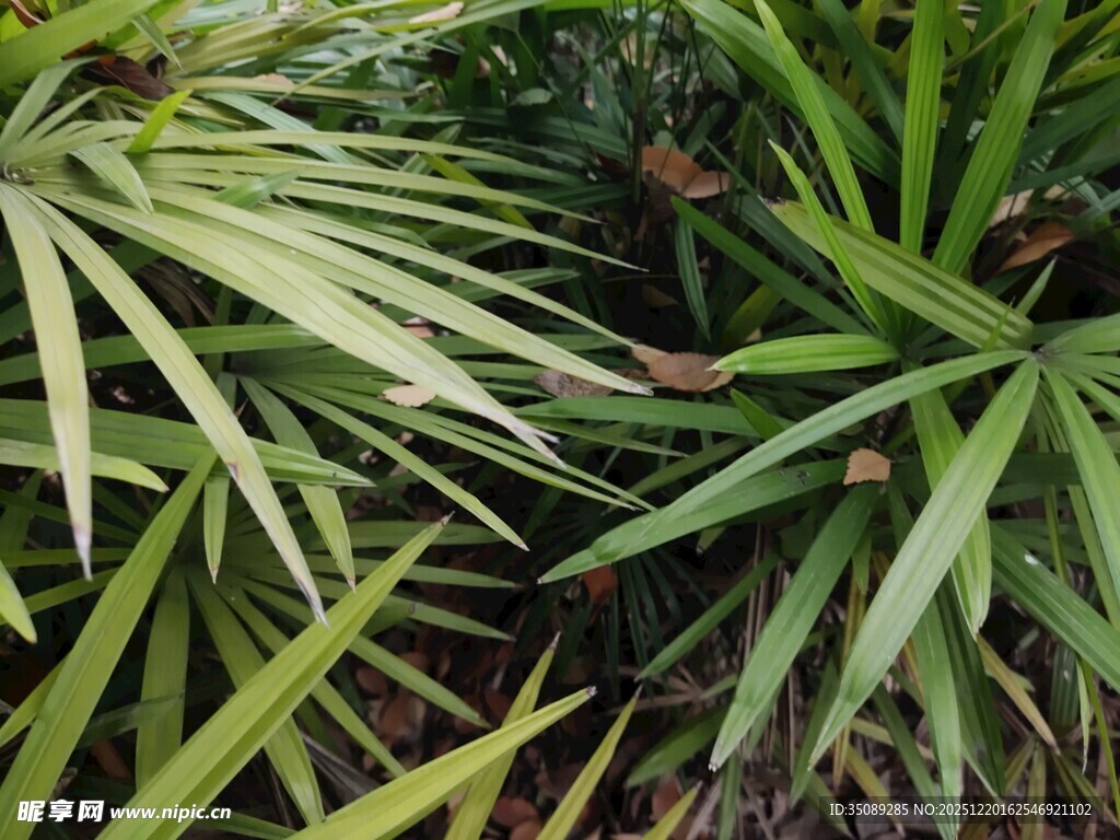 翠绿细长叶片的植物