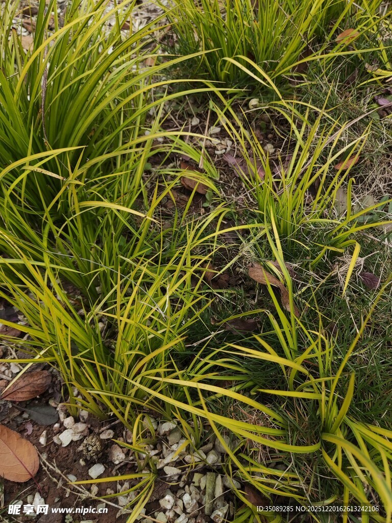 翠绿金边麦冬草景观