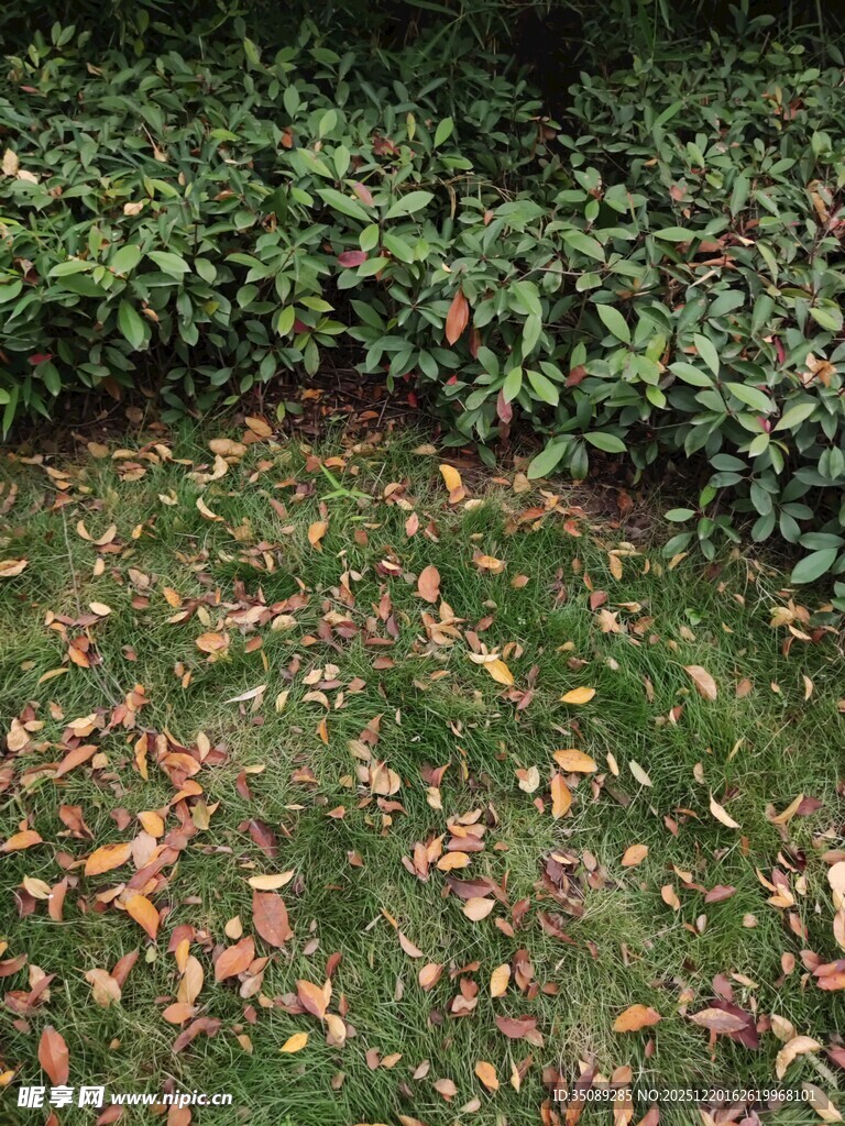 草地落叶与绿植的景致