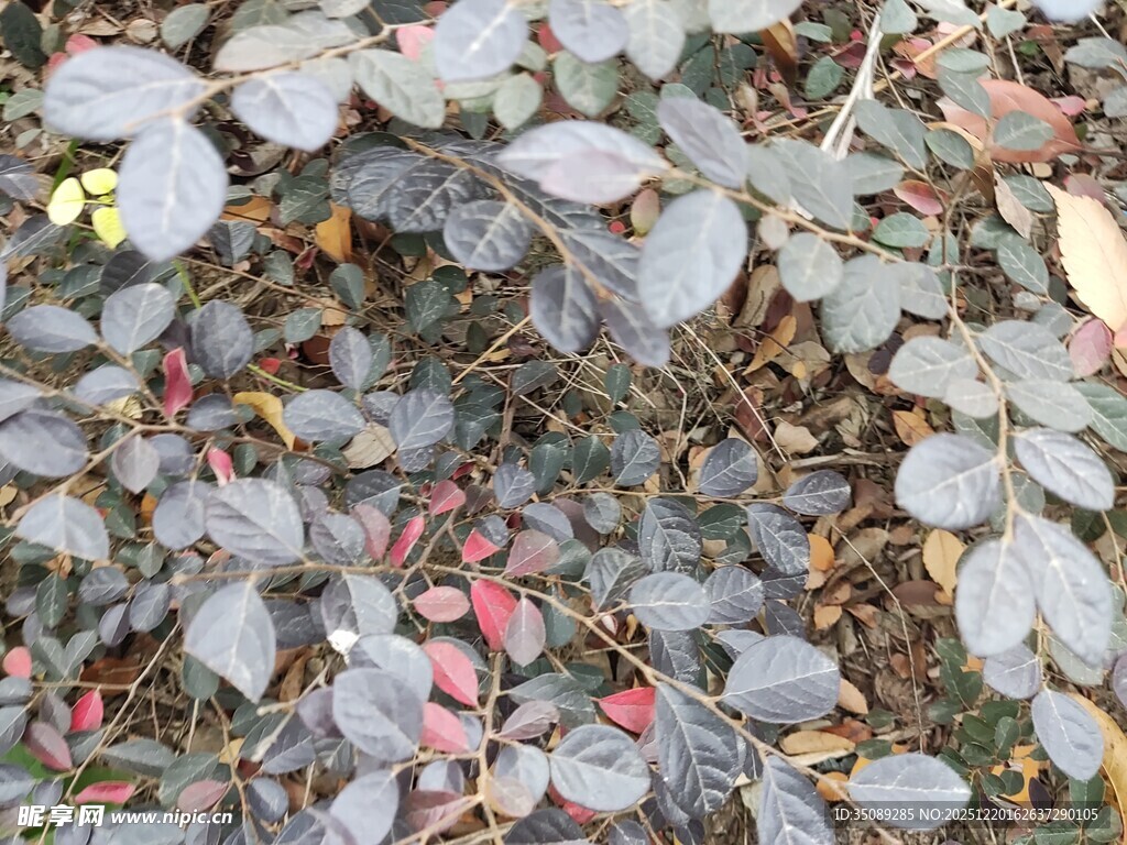 地面上的多彩落叶景观