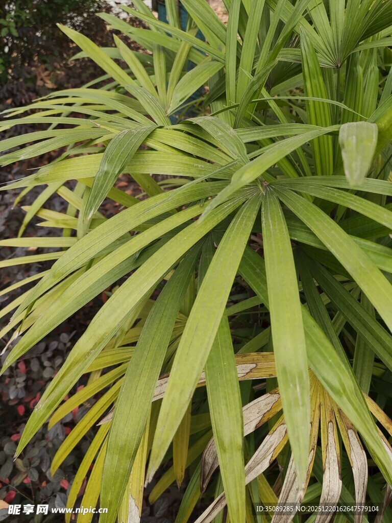 翠绿舒展的棕榈叶植物