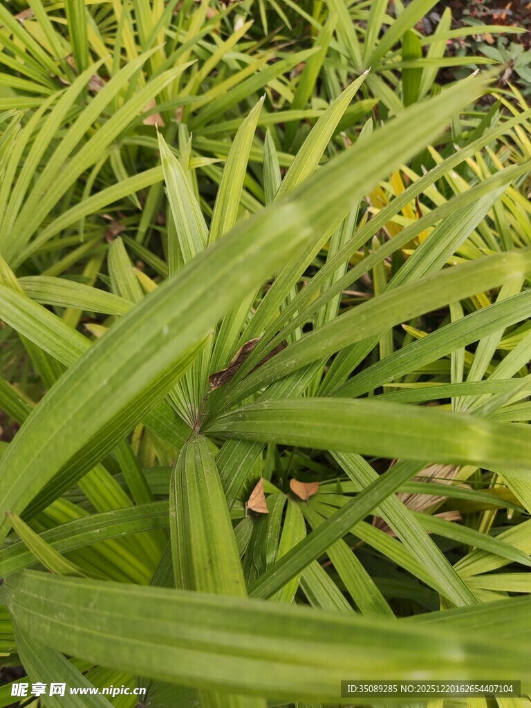 翠绿舒展的细长叶片植物