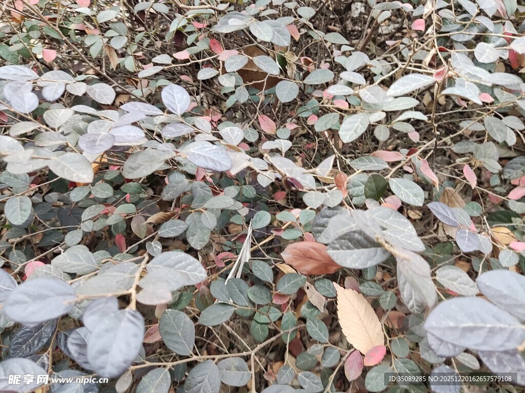 地面散落多彩枯叶