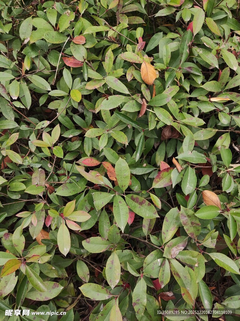 绿叶间的多彩果实