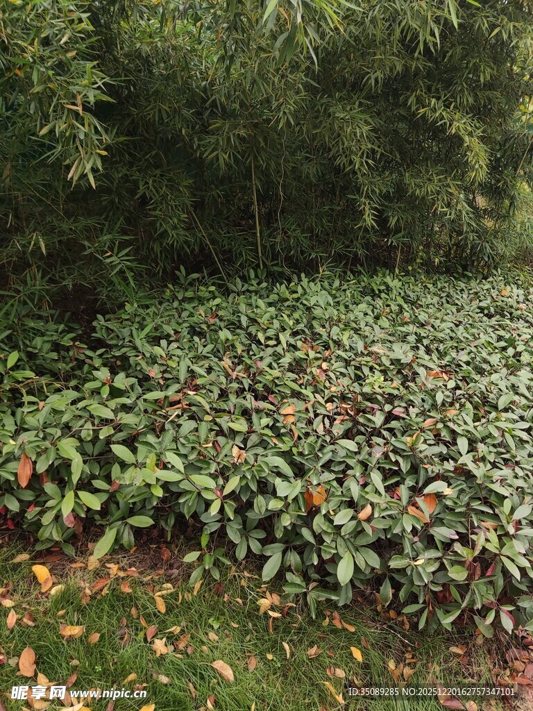 茂密绿植覆盖的林间景象